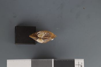 Media type: image;   Malacology 192121 Description: Dry valves;  Aspect: Hinge
